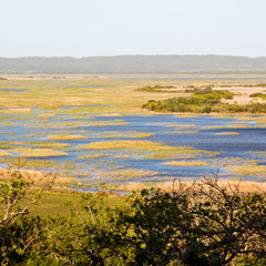   in south africa   pond lake  nature  reserve and bush