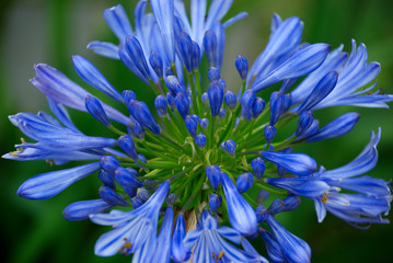 macro flower 2