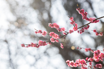 The plum blossom