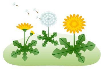 タンポポ　春のイメージ