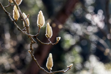 The plum blossom