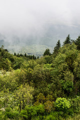 mountains with trees