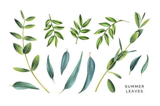 Big set of watercolor leaves. Mastic tree and Eucalyptus. Hand painted illustration isolated on white.