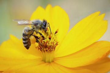 Image of bee or honeybee on yellow flower collects nectar. Golden honeybee on flower pollen....
