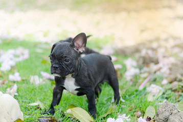 french bulldog running and playing toy in outdoor grass, Baby French bulldog puppy. Dog on the grass field,