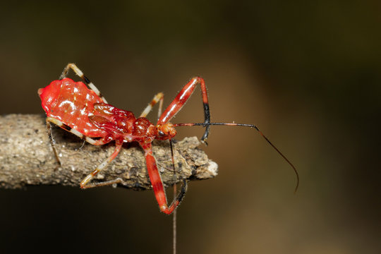 Image of Assassin Bug (Zelus longipes) on dry branches. Insect. Animal.