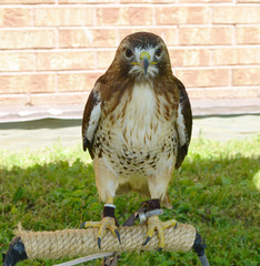 bird, falcon, beak, animal