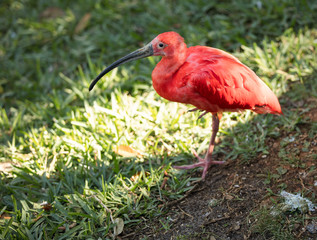scarlet ibis on the banks of the wetlands at sunset