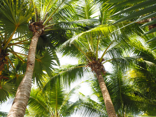 Coconut and palm trees symbolize the sea.