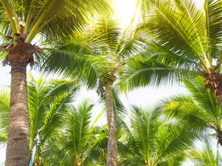 Obraz premium Coconut and palm trees symbolize the sea.