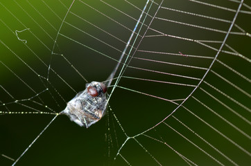 a fly trapped on a spider web or cobweb. wait to be eaten