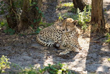 cheetah naps at sunset