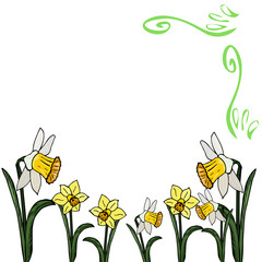 Narcissus card, vector, lettering. Border of flowers