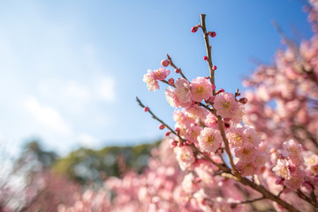 初春の満開の梅