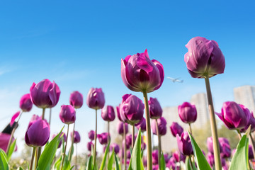 tulips blooming in spring