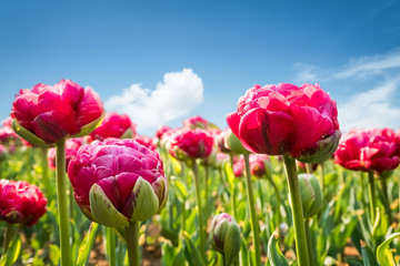tulips blooming in spring