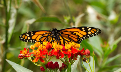 Monarch Butterfly