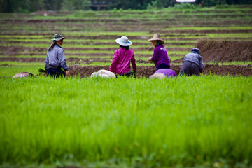 Farmer working rice fried nature 