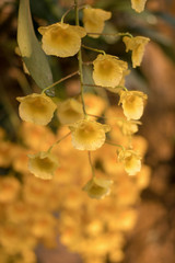 Dendrobium lindleyi Steud. Beautiful golden orchid in the northern Thailand