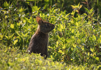 bunny has caught your scent in deep grass at sunset