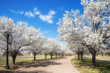 Fototapeta na wymiar White Bradford pear trees blooming along a street in the Texas spring. Sunny day with beautiful blue sky and white clouds.