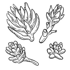 Drawing cactus Succulent bouquets elements for invitations, greeting cards, covers and other items. Vector.