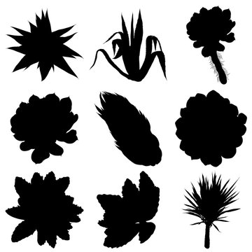 Black silhouettes of cactus, agave, aloe, and prickly pear. Cacti set. Vector.