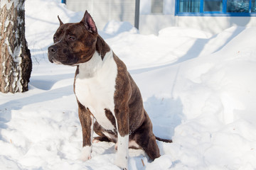 American staffordshire terrier puppy is sitting on a white snow. Ten month old.