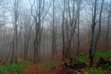 Fototapeta premium Mystical autumn forest in the fog