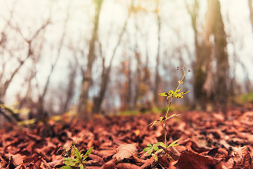 Dry autumn foliage in the forest
