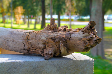 Fototapeta premium Tronco de arbol en el bosque