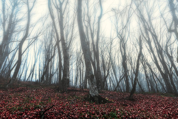 Mystical autumn forest in the fog