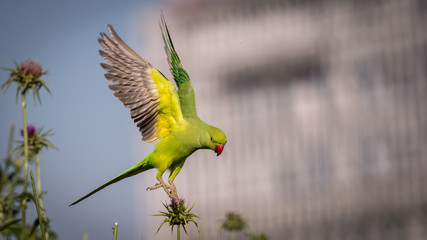 Isolated green parrot in the wild- Israel