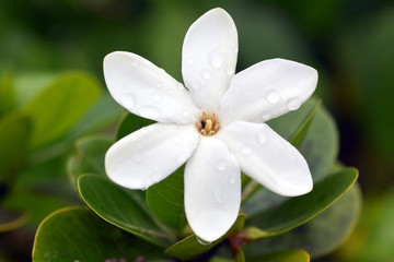 Tiare Maori the National Flower of the Cook Islands - obrazy, fototapety, plakaty