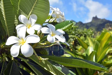 Foto auf Acrylglas Frangipani Plumeria-Blumen wachsen auf den Rarotonga Cook Islands
