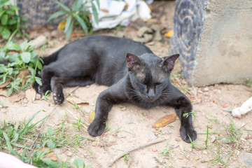 Shelter for homeless Cats