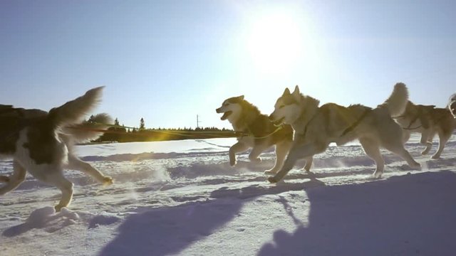 Dogs harnessed by dogs breed Husky pull sled with people, slow motion, Video loop