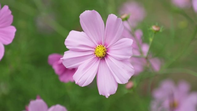 Cosmos bipannatus flowers an ornamental plant from the daisy family in full bloom with green foliage background close up macro high definition movie clip stock footage.