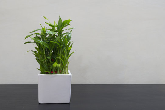 Lucky Bamboo in white pot (left side)