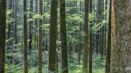 Fir forest scenery