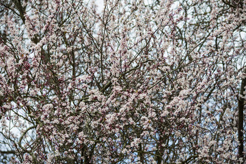 Fototapeta premium Magnificent display of pink cherry blossom in spring
