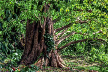 The Big Tree