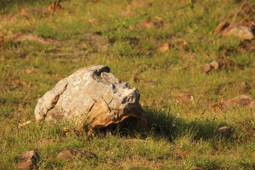 Fototapeta premium Boulder in a field of wild grass