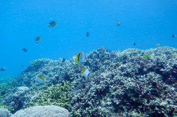 underwater world of the South China Sea, butterfly fish, pomatsentrovye, in corals, at the bottom of the sea