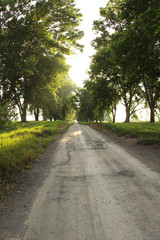 Tree lined gravel road