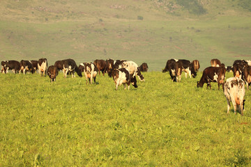 Cows grazing on a dairy farm