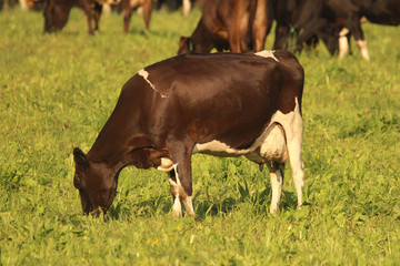 Cows grazing on a dairy farm