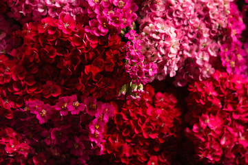 achillea flower on black background © Maksim Shebeko