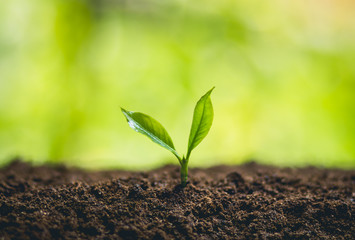 Young plant tree in nature
