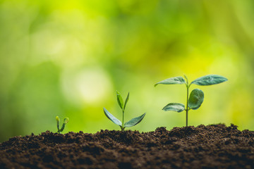 Young plant tree in nature
